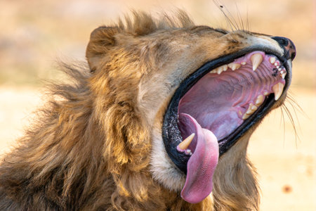 Close-up of the jaws of a roaring lion, in Kruger National Park, South Africaの写真素材