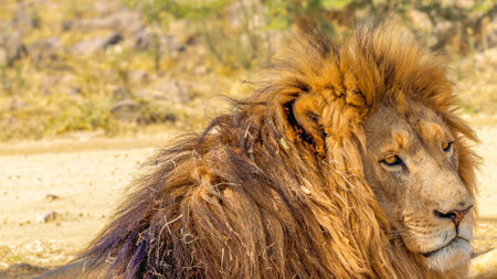 Close up of a lion, Panthera leo, in Kruger National Park, South Africaの写真素材