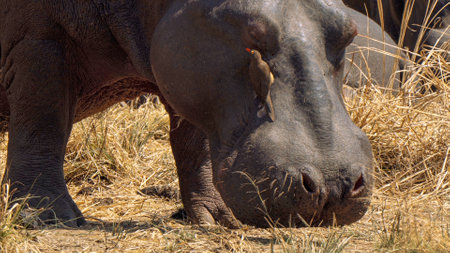 Birds oxpeckers helping hippo by removing parasites like ticks, in Kruger National Park, South Africaの写真素材