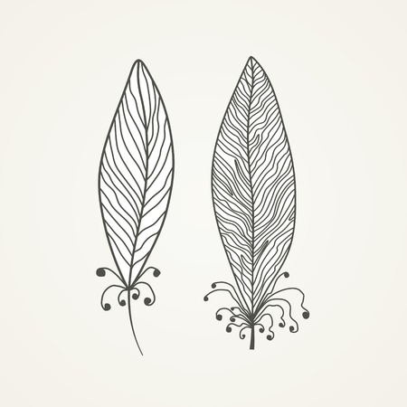 Pair of stylized feathersのイラスト素材