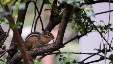 Chipmunk sitting on a branch in a bush.の写真素材