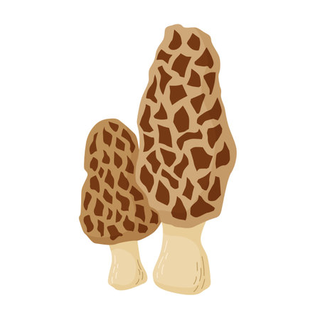 Edible Morel mushroom vector illustration. Morchella esculentaのイラスト素材