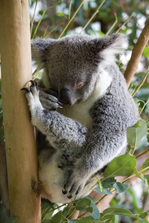  Koala sleeping on an eucalyptus treeの写真素材