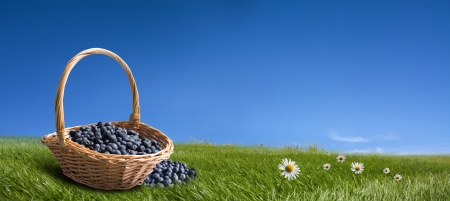 Blueberries in the basket on the green meadow の写真素材