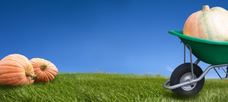 Pumpkins  on the green meadow and blye sky background の写真素材