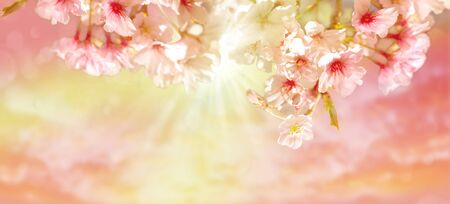 Beautiful pink blooming cherry tree in spring morning sunlight background