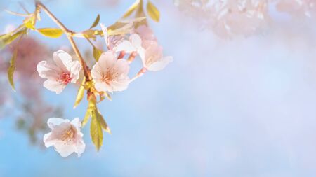 Beautiful spring nature scene with pink blooming cherry treeの写真素材