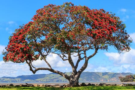 Pohutukawa tree at Huia bay near Titirangi, New Zealandの写真素材