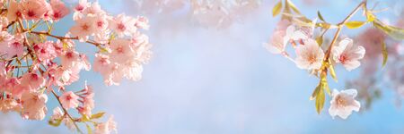 Beautiful spring nature scene with pink blooming cherry treeの写真素材