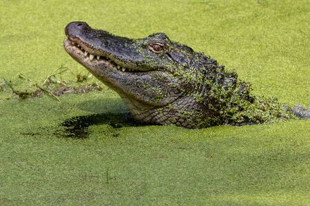 Closeup of the head of crocodile in green waterの写真素材