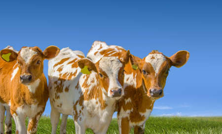 Young farm animals, calf livestock on the green meadow and blue sky background.