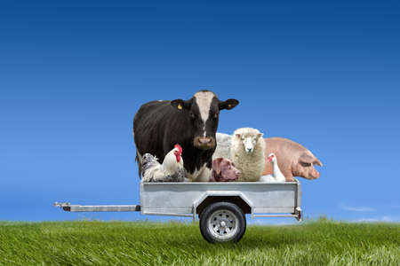 Farm animals in trailer on the green meadow and blue sky background