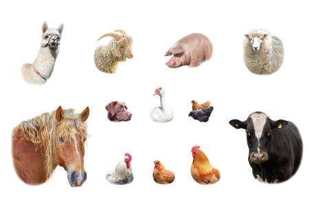 Farm animals collection isolated on white backgroundの写真素材