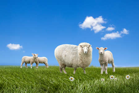 Sheep and lambs grazing on green fieldの写真素材