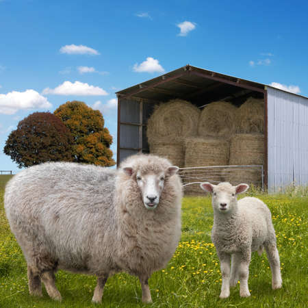 Sheep and lamb on farmland in front of hay barnの写真素材