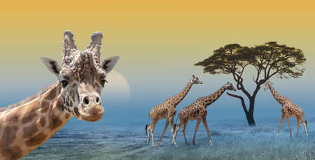 Giraffes at the morning savannah landscapeの写真素材