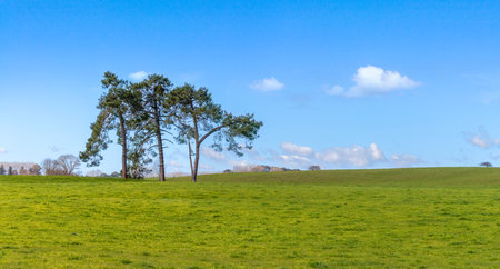 Springtime rural landscape with green field and treesの写真素材