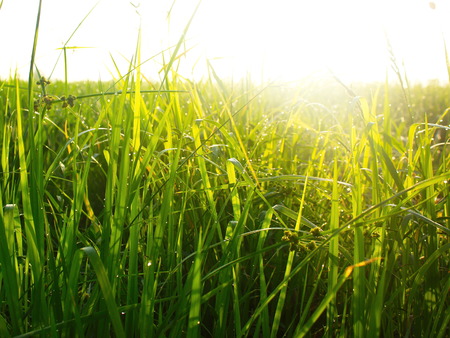 Rice farm and sunshine.の写真素材