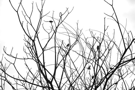 Dry treeの写真素材