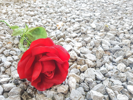 Red roses fall on stony groundの写真素材