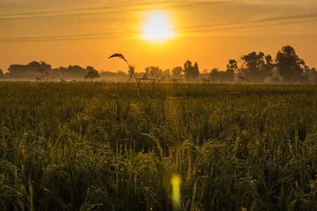 Lanscape rice farm and trees in sunlight.の写真素材