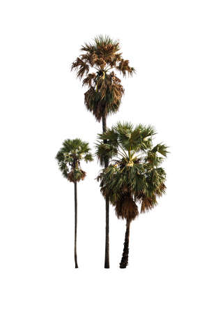Sugar palm trees on isolated white background.の写真素材