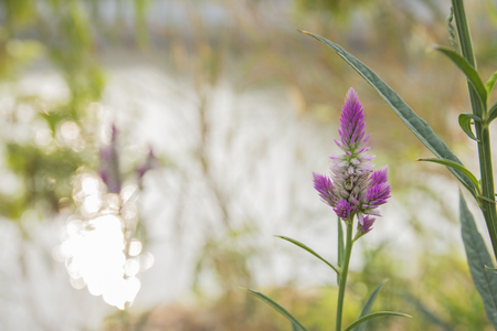 Close up Flowers of the fluffy little purple with green leaves.の写真素材