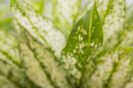 Blur green leaves background.の写真素材