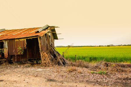 Rice farm landscape and old zinc house.の写真素材