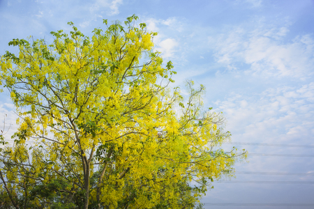 Beautiful yellow flowers with sky and clouds background.の写真素材