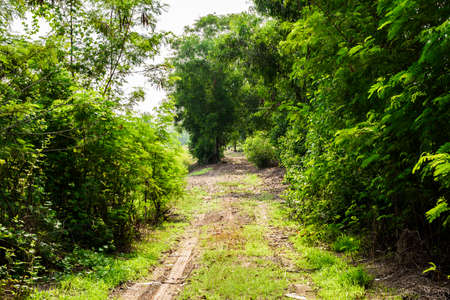 Ground corridor into the deep forest with tall trees on either side.