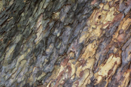 Abstract blurred of wood texture for background.