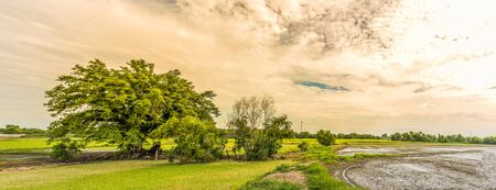 Landscape of rice field and sky sunset with Clouds background.