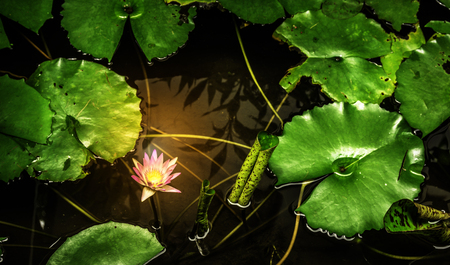 Pink lotus flower and leaves in pond with reflection of sun.の写真素材