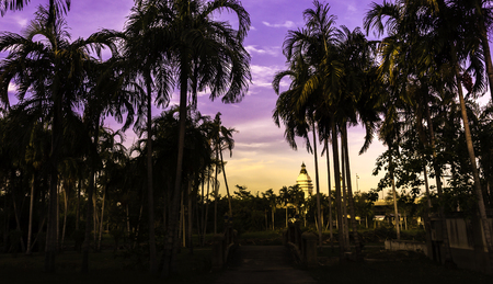 Palm trees in the garden with the evening sky.の写真素材