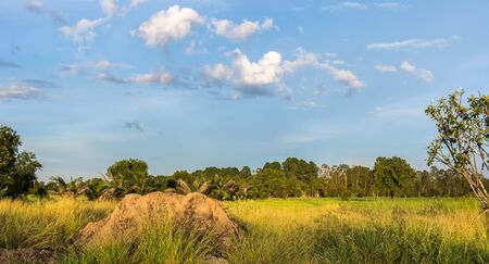Thai nature landscape rice field with mound in middlefield and beautiful blue sky and clouds...