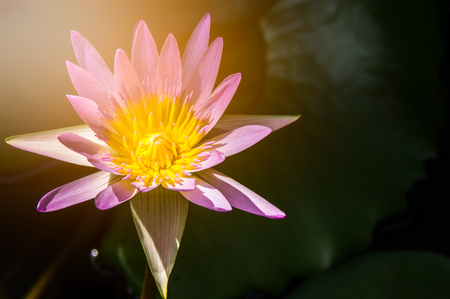 Close-up Pink lotus and leaves in the water.の写真素材