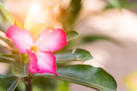 Pink flowers and green leaves in sunlight with soft color blured background.の写真素材