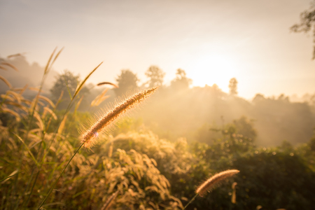 Beautiful close up nature landscape flowers grass and mountain in sunlight.の写真素材