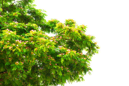 Trees isolated white background with clipping path.の写真素材