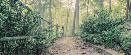The walk into the deep forest with tall trees on either side.