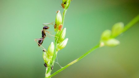 Macro ant portrait,Black ant on green leaves and green nature background.の写真素材