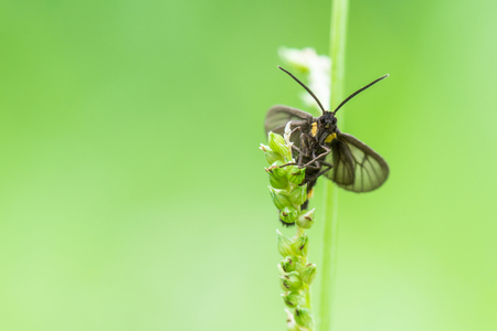 Big black wasp was climbing a small tree tops looking for food with green nature background.の写真素材