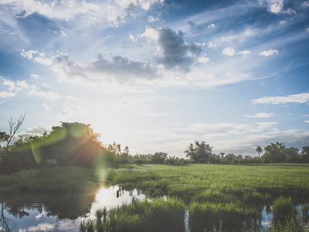 Thai nature landscape sunset on rice field with beautiful blue sky and clouds reflection in water background.の写真素材
