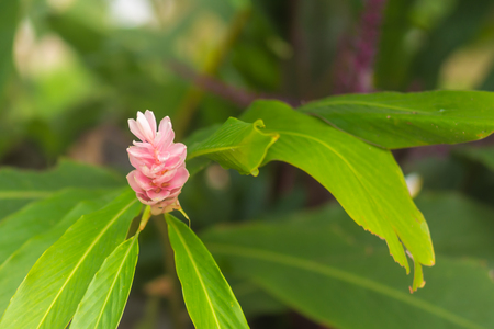 Pink flowers and green leaves on sunlight.Close-up nature.の写真素材