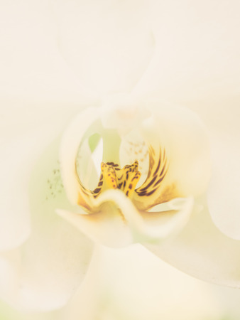Abstract nature background closeup beautiful orchid white flower with yellow pollen.