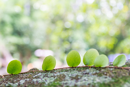 Abstract Green leaves and bokeh background,Closeup tropical macro of nature concept.の写真素材