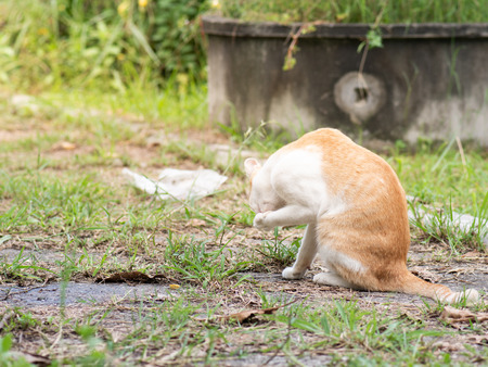 Cat is sitting on the ground and grass in the sunlight.の写真素材