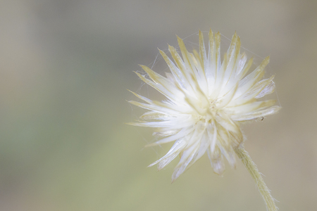 Close-up White flower on beautiful nature background.の写真素材