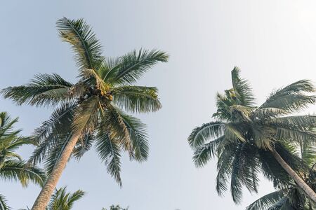 Coconut palm trees in perspective view with clear sky background.
